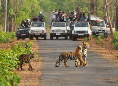 ranthambore tour